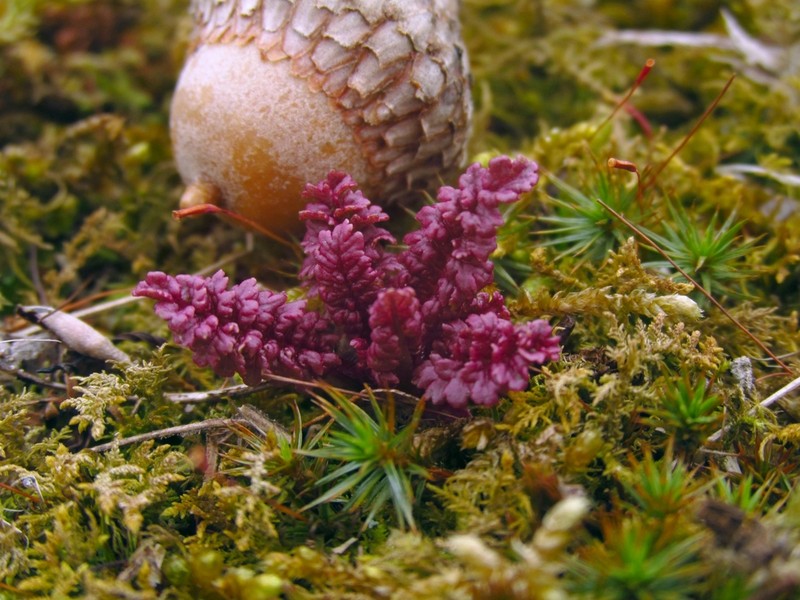 Canadian Lousewort photo 3