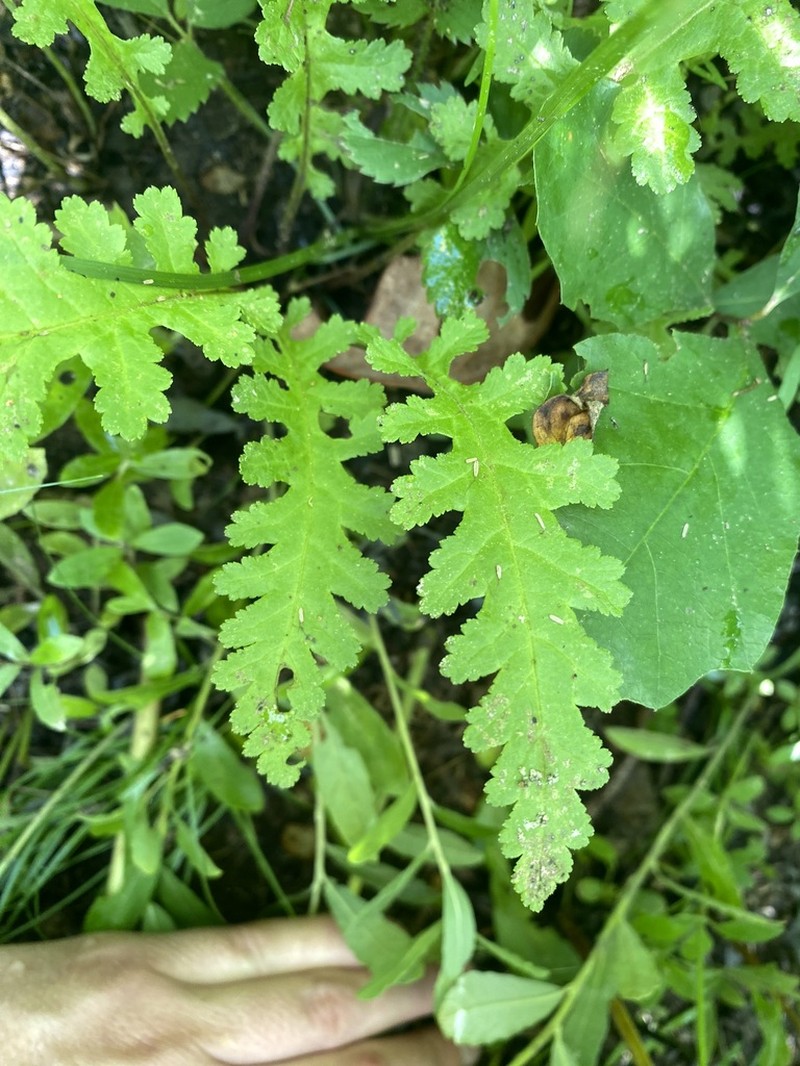 Canadian Lousewort photo 4