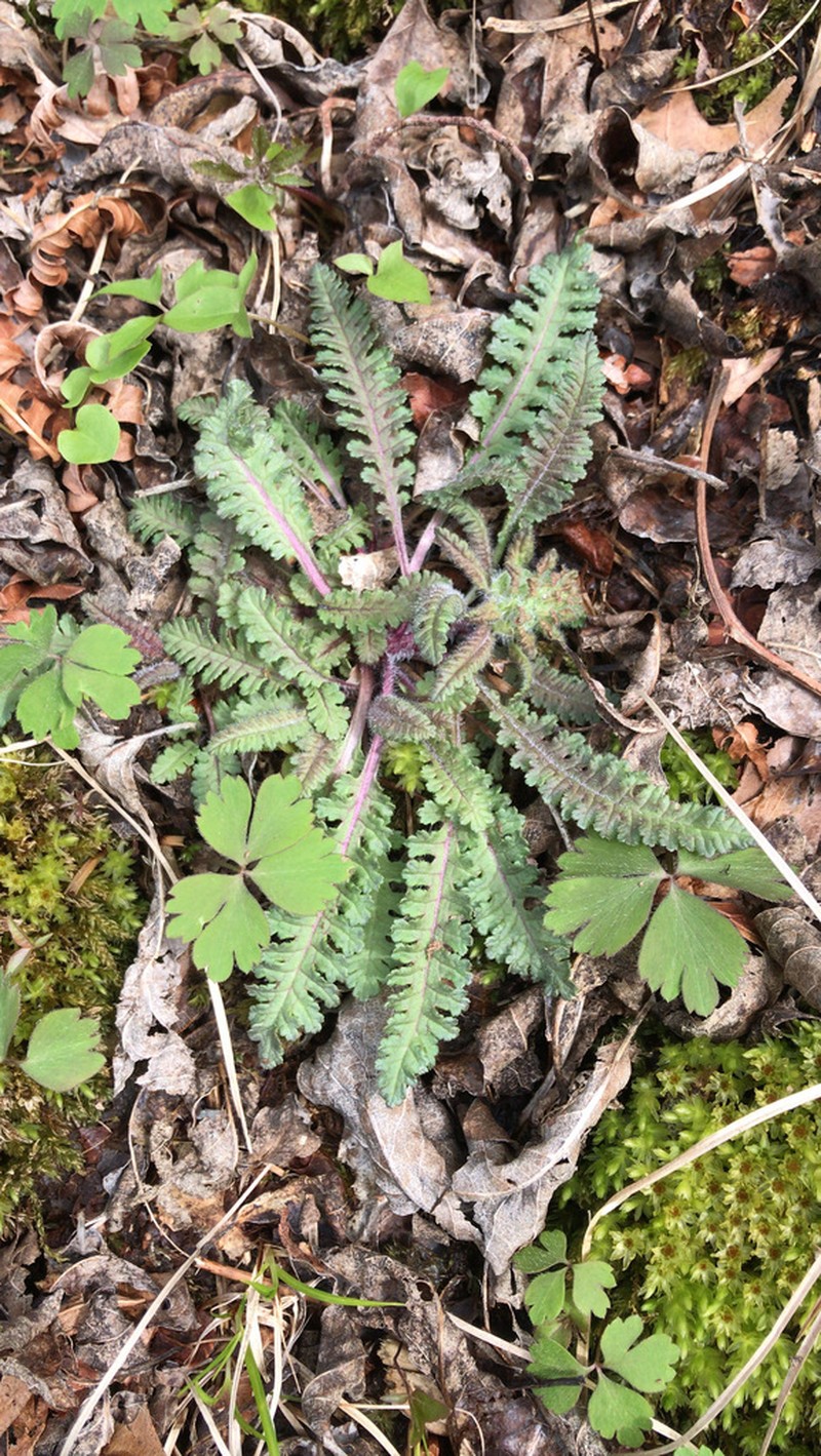 Canadian Lousewort photo 5