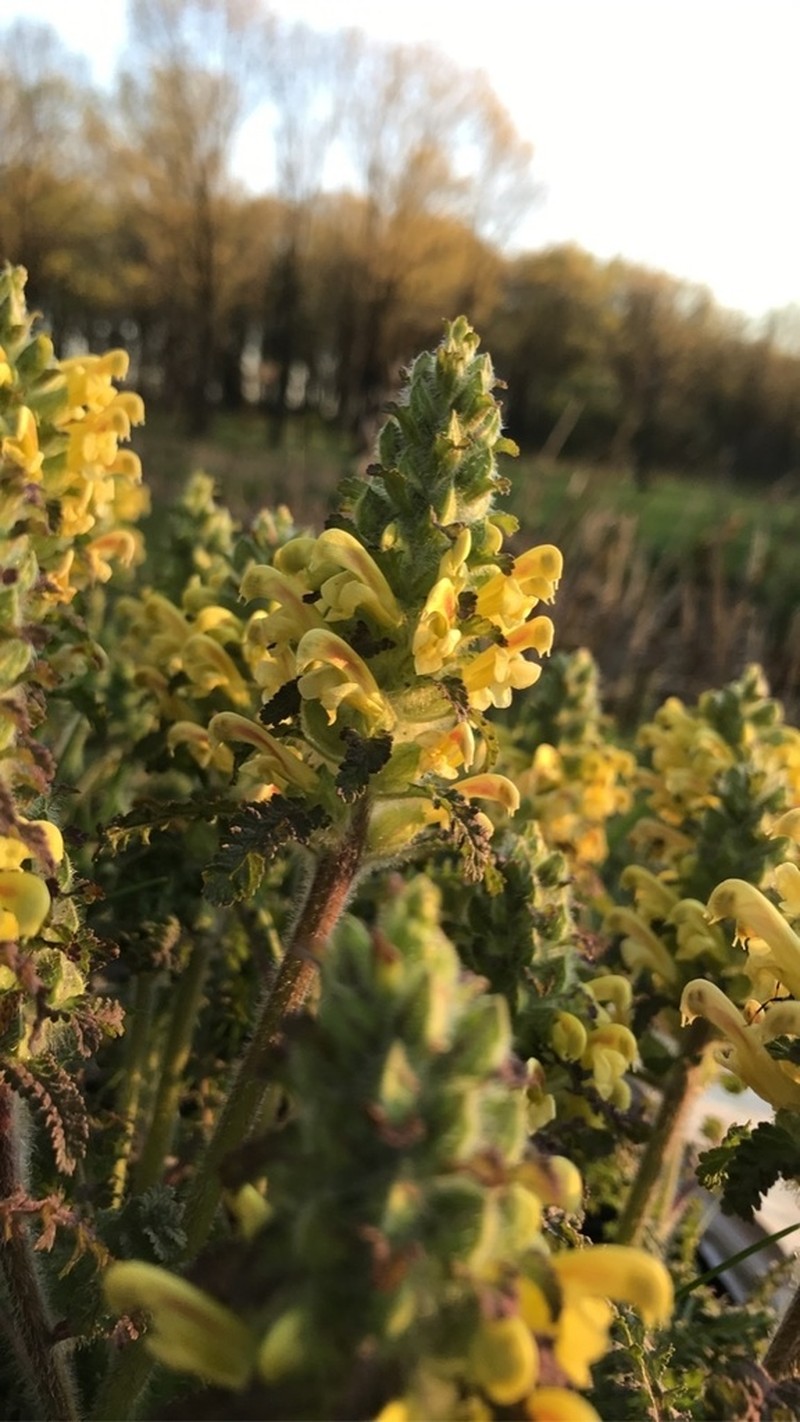 Canadian Lousewort photo 6