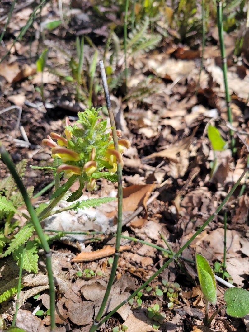Canadian Lousewort photo 7