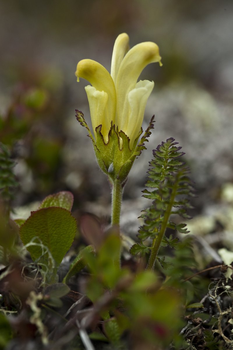 Capitate Lousewort