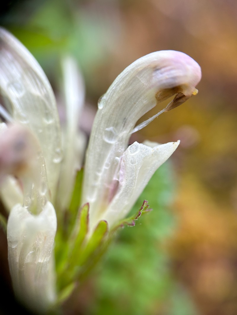 Capitate Lousewort