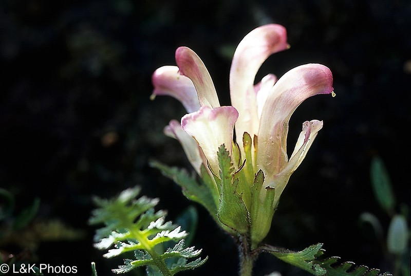Capitate Lousewort photo 2
