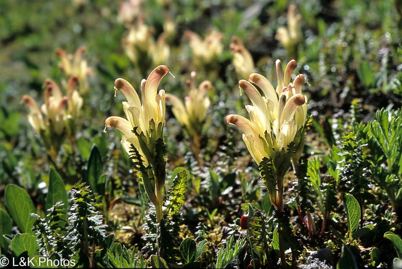 Capitate Lousewort photo 3