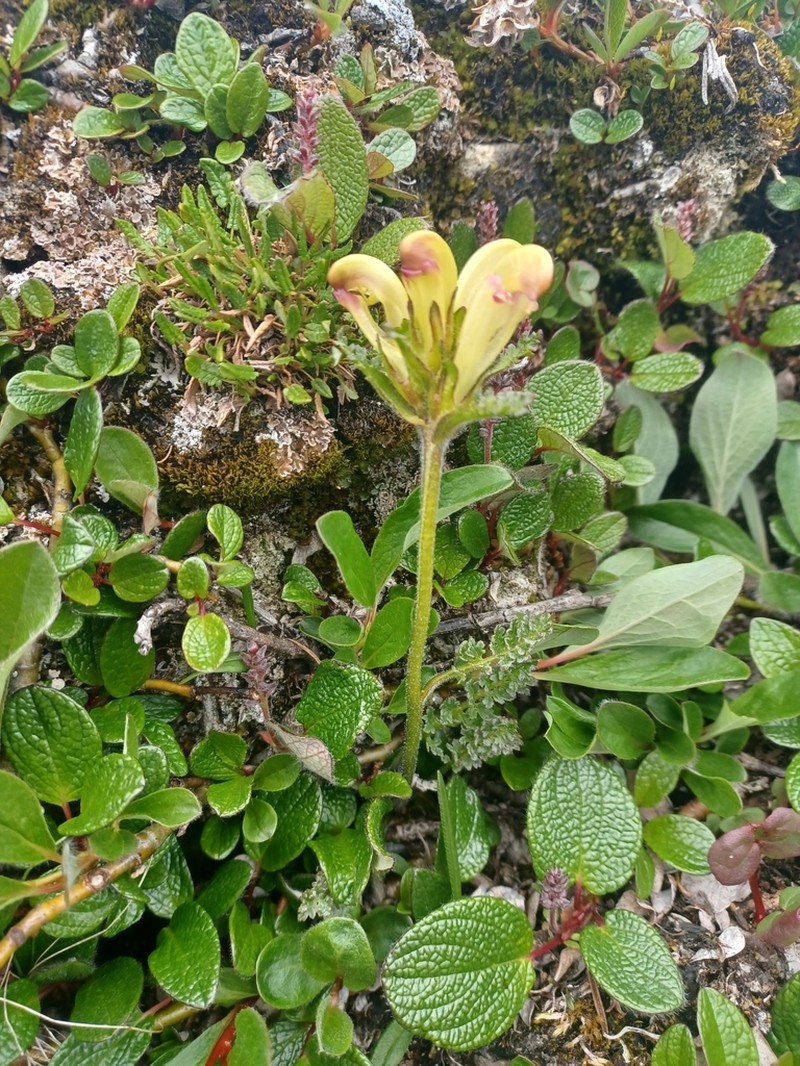 Capitate Lousewort photo 4
