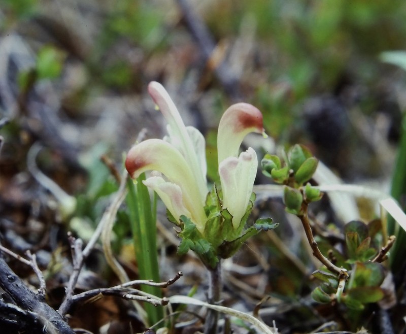Capitate Lousewort photo 5