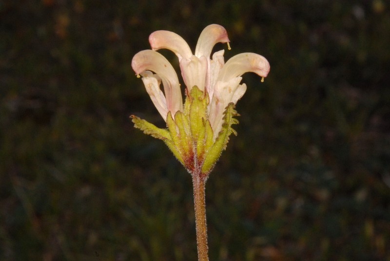 Capitate Lousewort photo 6
