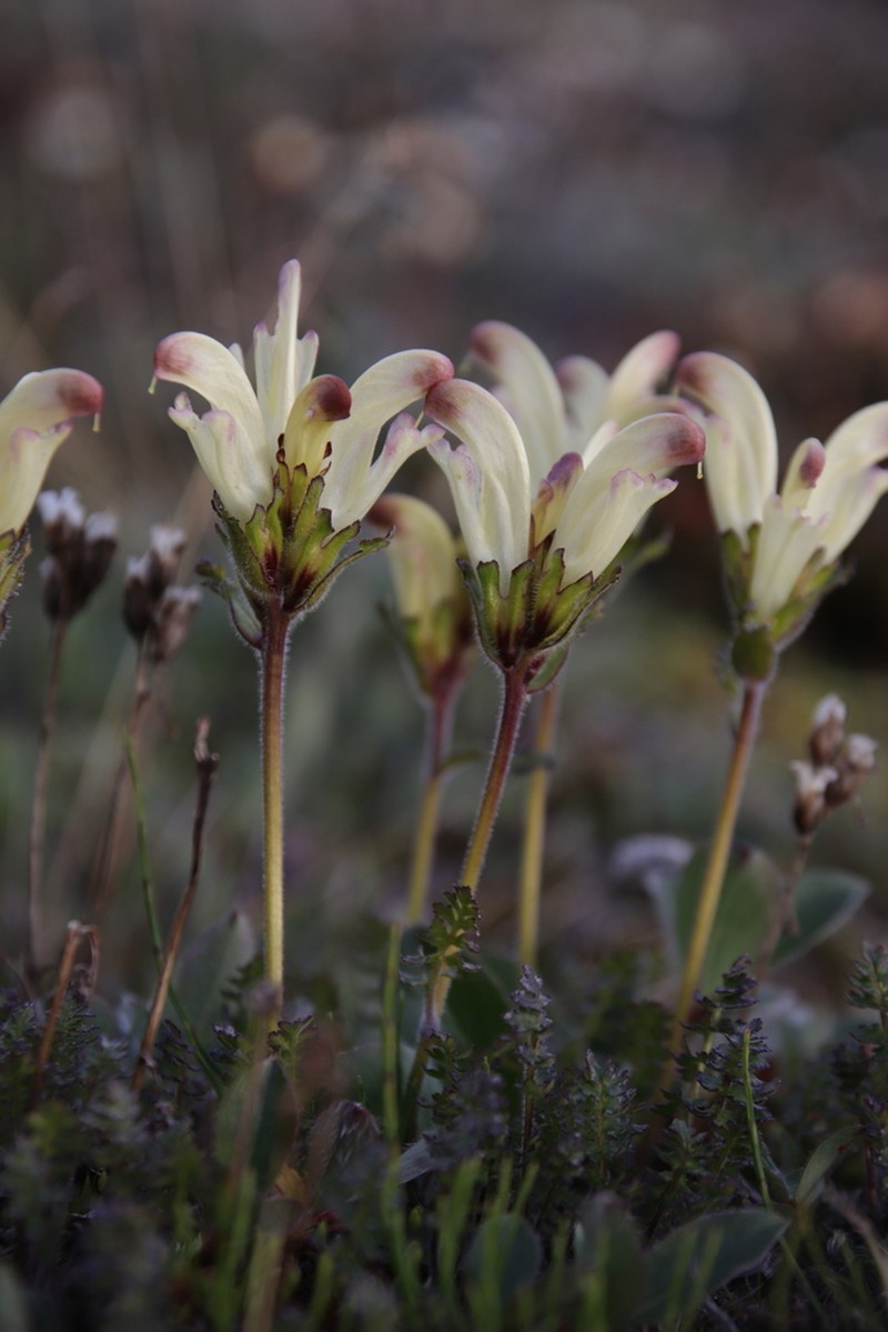 Capitate Lousewort photo 7