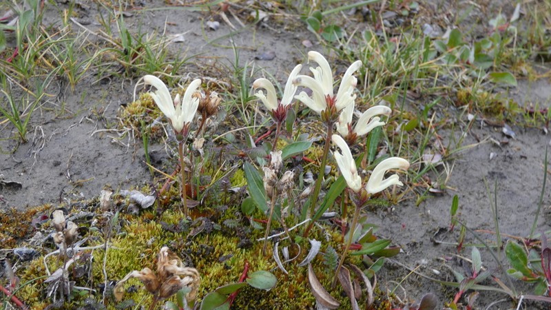 Capitate Lousewort photo 8