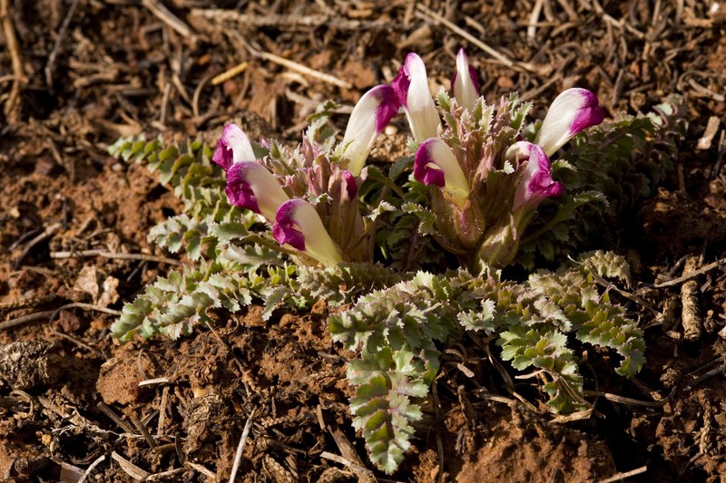 Dwarf Lousewort