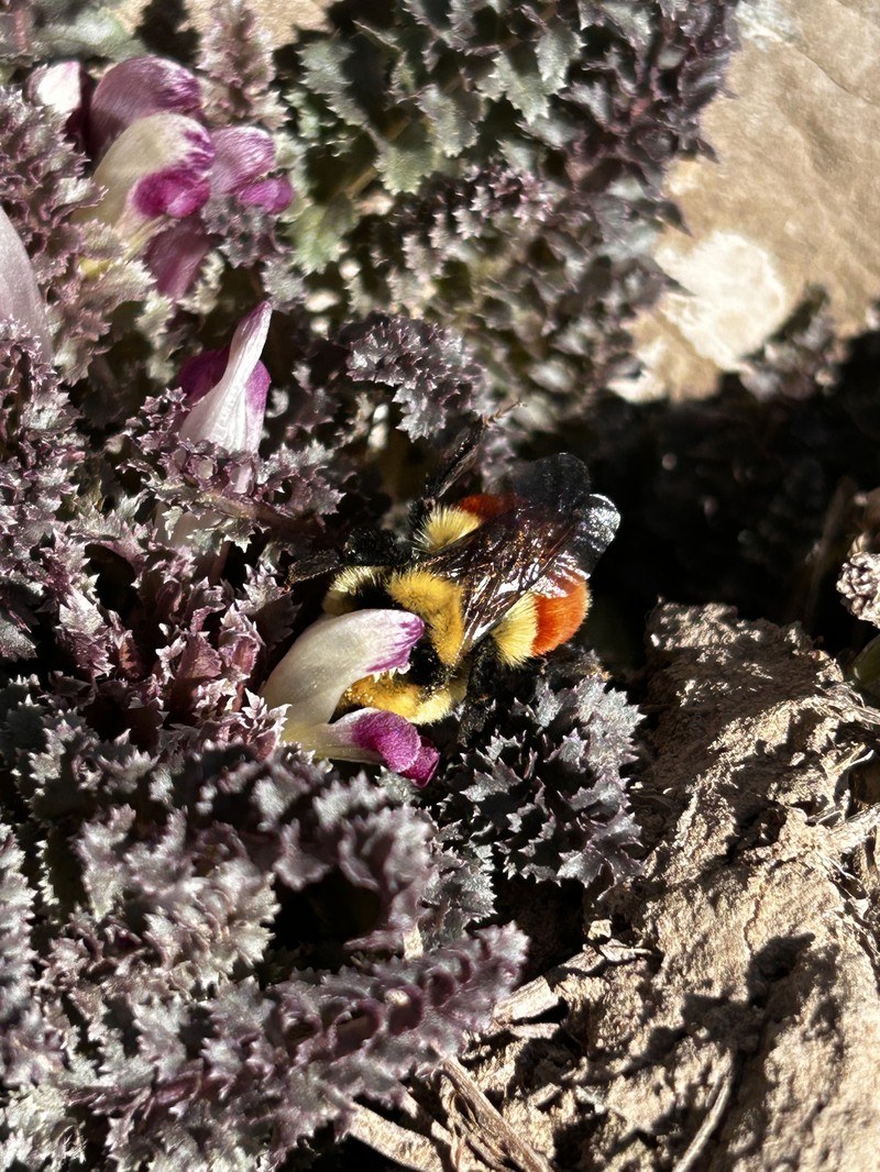 Dwarf Lousewort photo 3