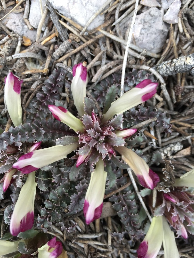 Dwarf Lousewort photo 4