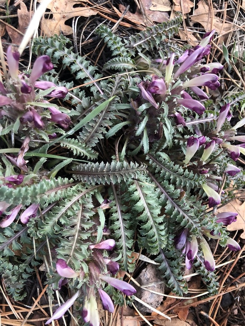 Dwarf Lousewort photo 5