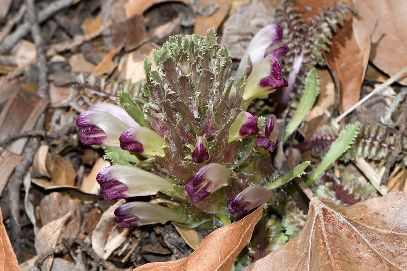 Dwarf Lousewort photo 6