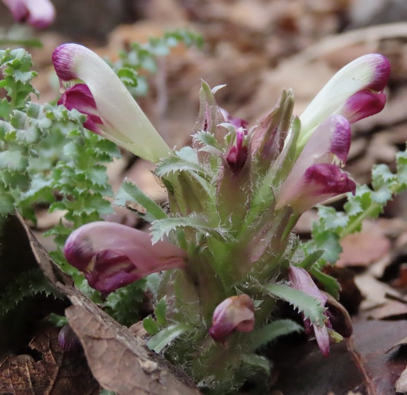 Dwarf Lousewort photo 7