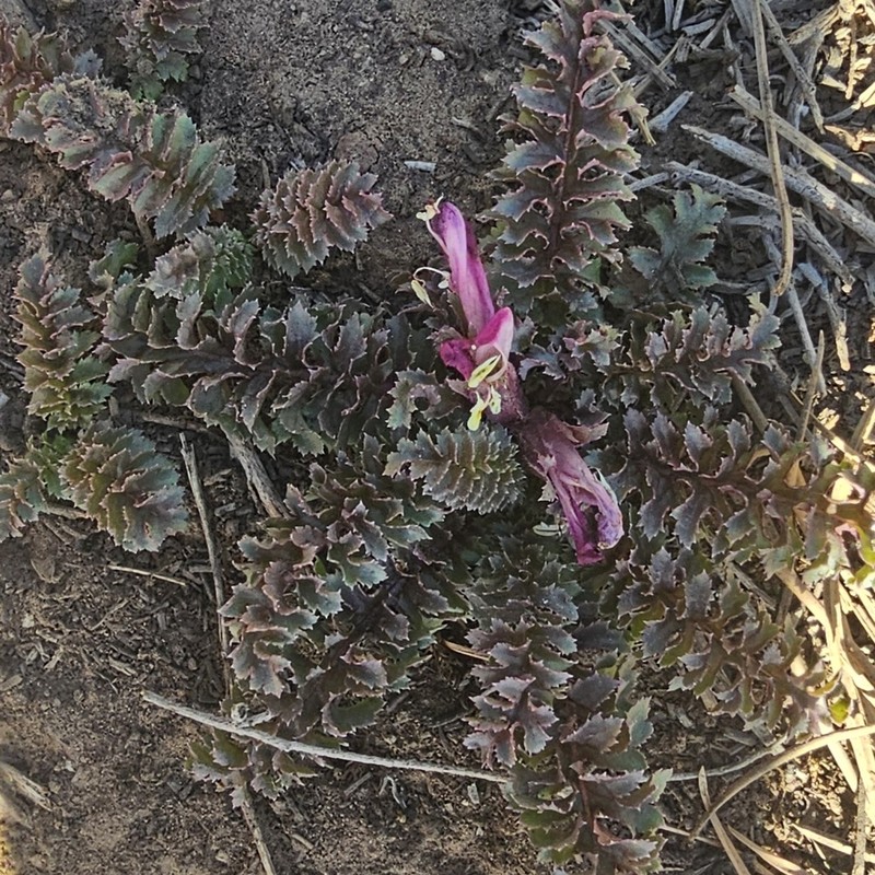 Dwarf Lousewort photo 8