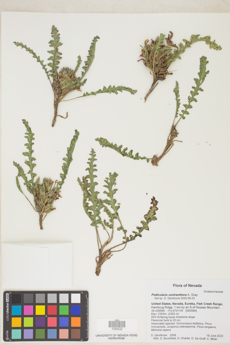 Pedicularis centranthera var. centranthera