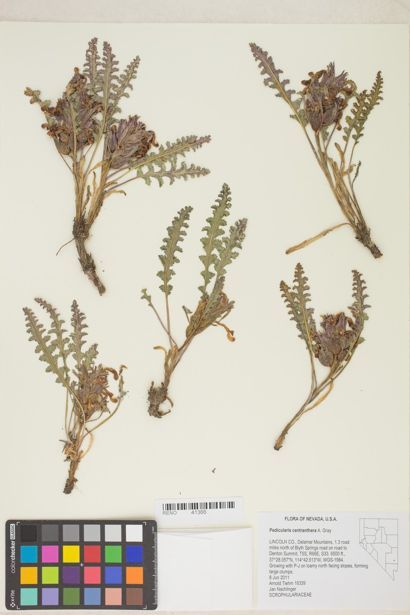 Pedicularis centranthera var. centranthera photo 2