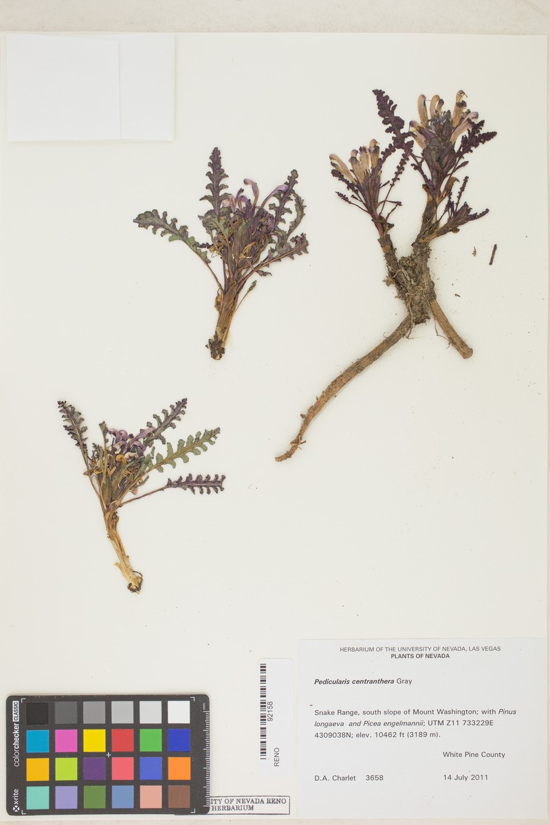 Pedicularis centranthera var. centranthera photo 3