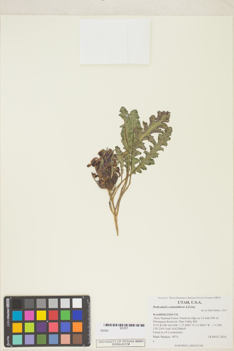 Pedicularis centranthera var. centranthera photo 4