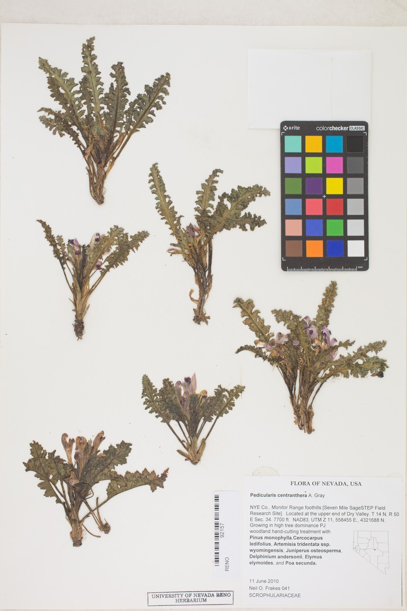 Pedicularis centranthera var. centranthera photo 5