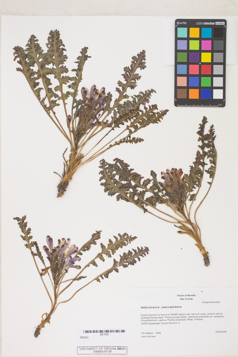 Pedicularis centranthera var. centranthera photo 6