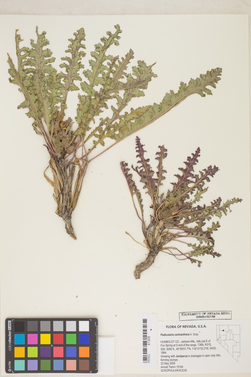Pedicularis centranthera var. centranthera photo 7