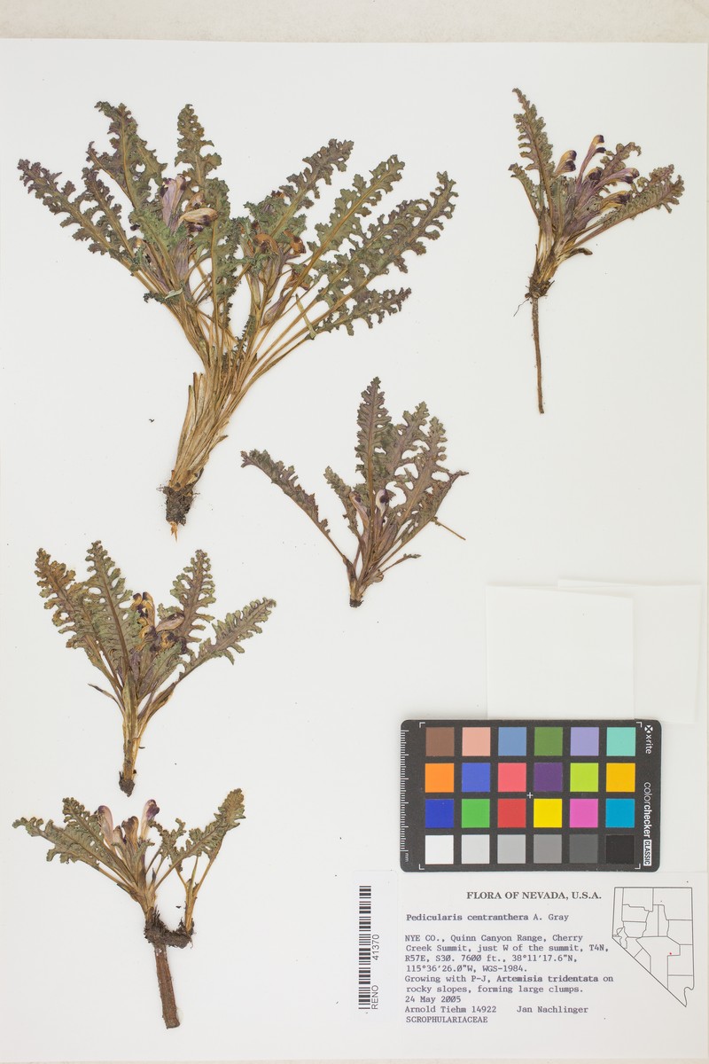 Pedicularis centranthera var. centranthera photo 8