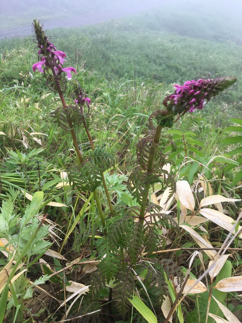 Chamisso's Lousewort