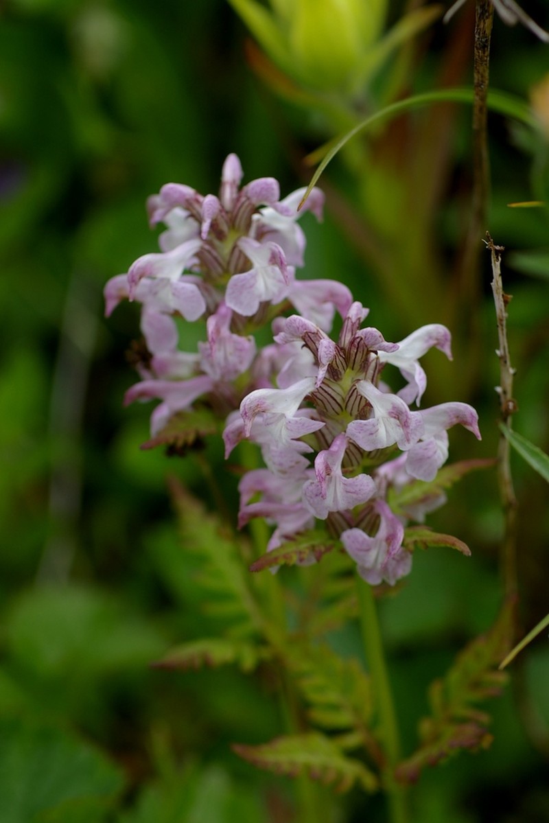 Chamisso's Lousewort photo 2