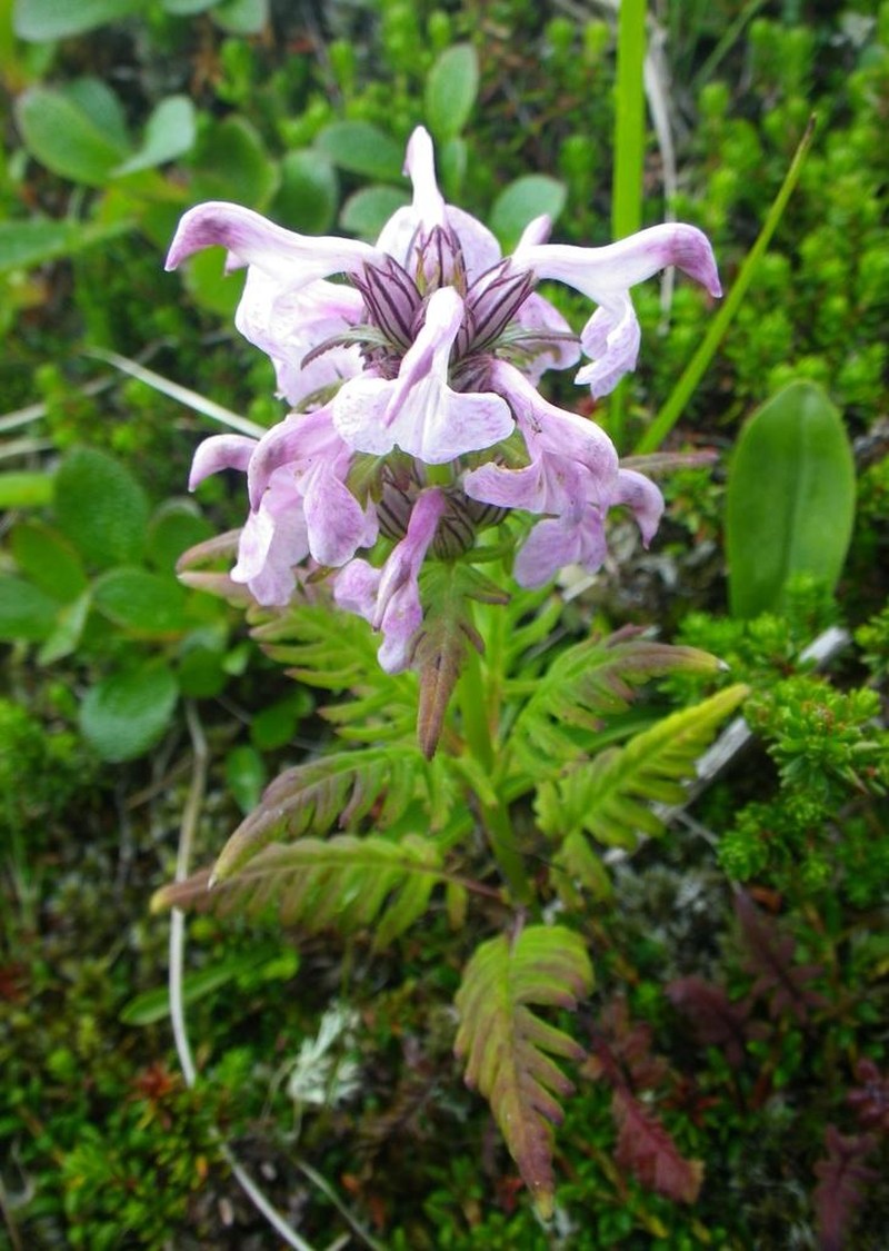 Chamisso's Lousewort photo 3