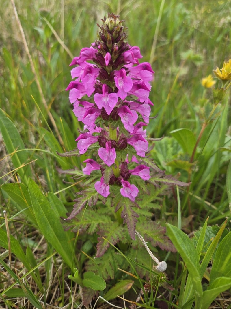 Chamisso's Lousewort photo 4