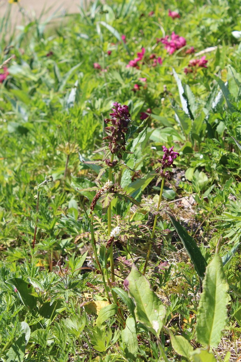 Chamisso's Lousewort photo 5