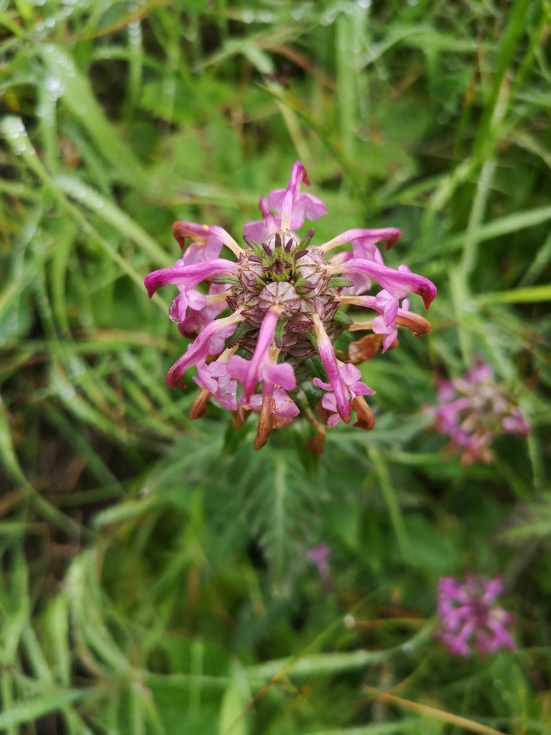 Chamisso's Lousewort photo 6
