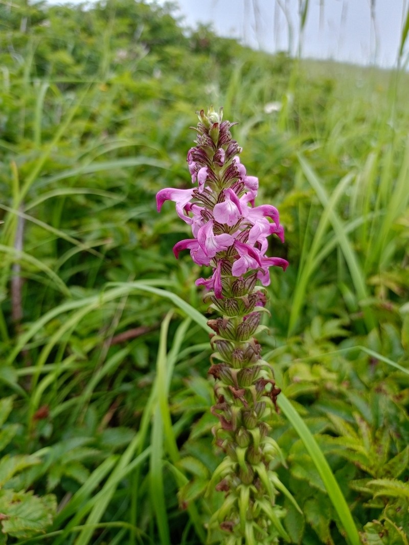 Chamisso's Lousewort photo 7