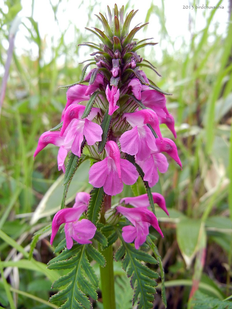 Chamisso's Lousewort photo 8