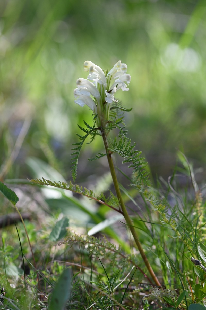 Pedicularis comosa subsp. comosa