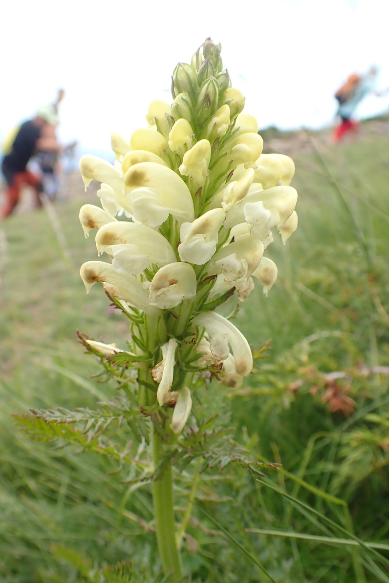 Pedicularis comosa subsp. comosa photo 2
