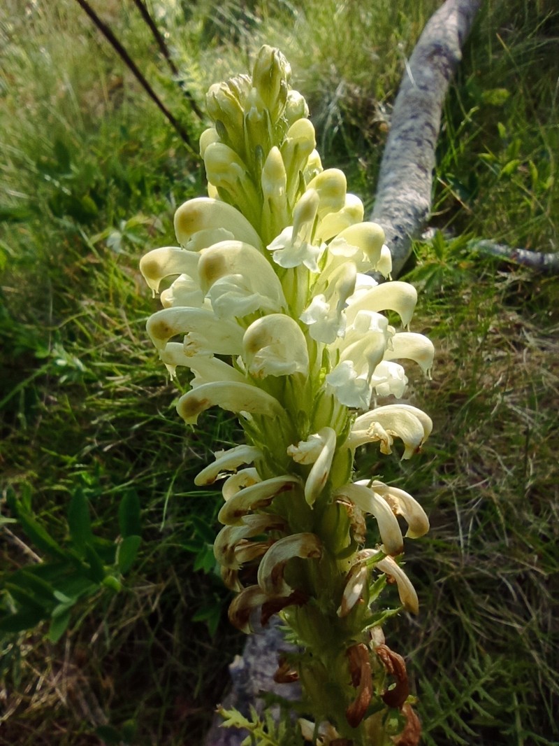 Pedicularis comosa subsp. comosa photo 3