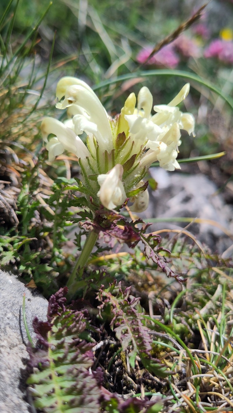 Pedicularis comosa subsp. comosa photo 4