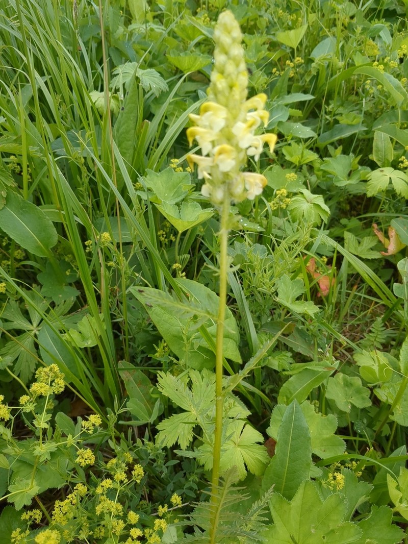 Pedicularis compacta