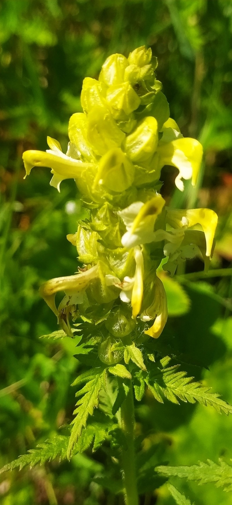 Pedicularis compacta photo 2