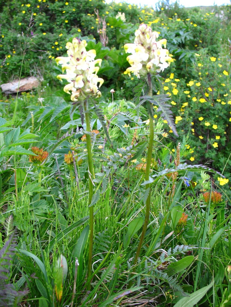 Pedicularis compacta photo 3