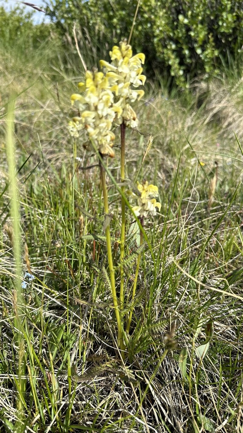 Pedicularis compacta photo 4