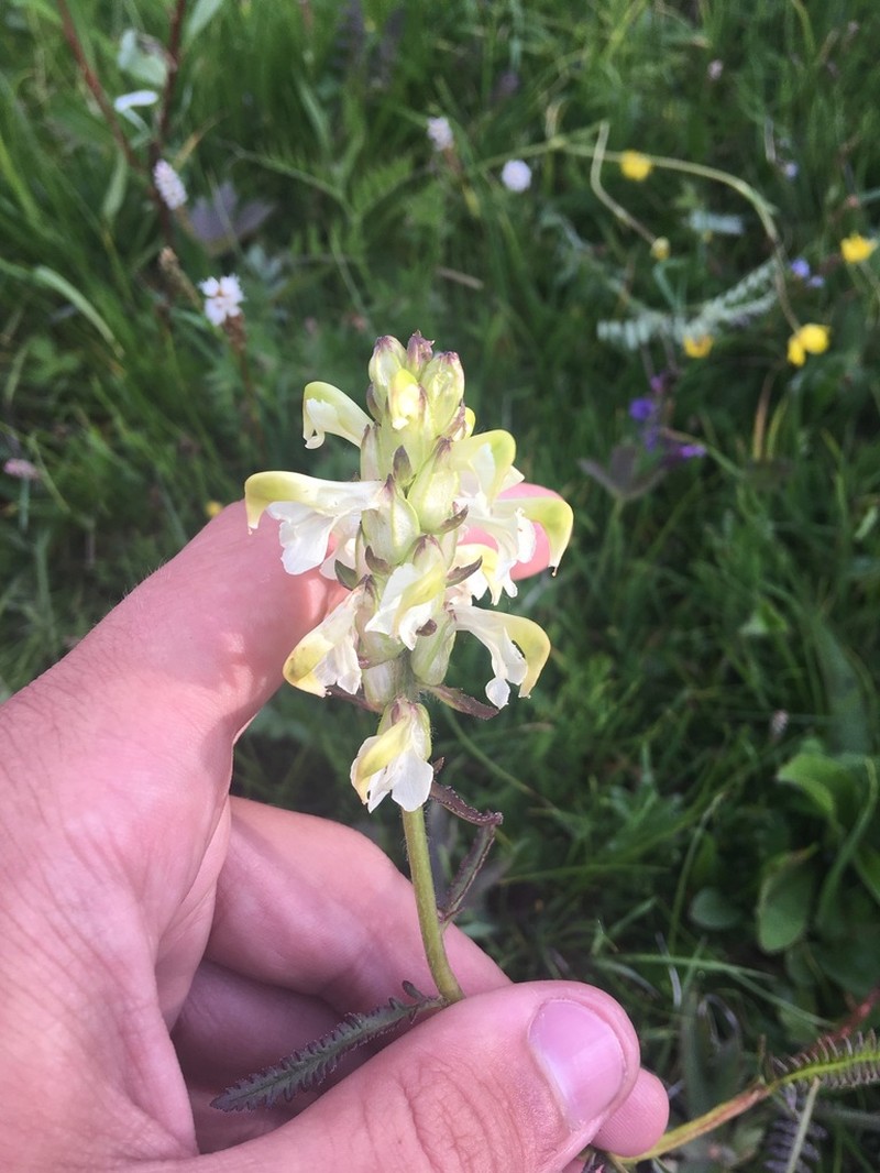 Pedicularis compacta photo 5