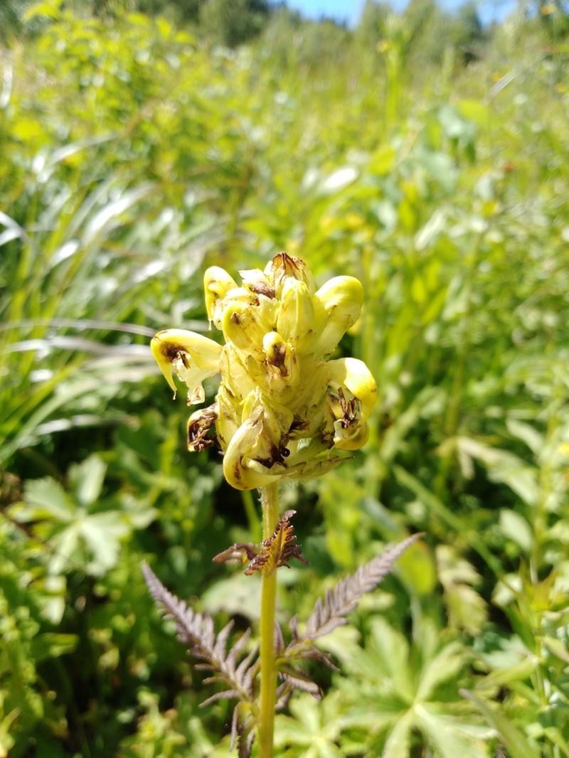 Pedicularis compacta photo 6