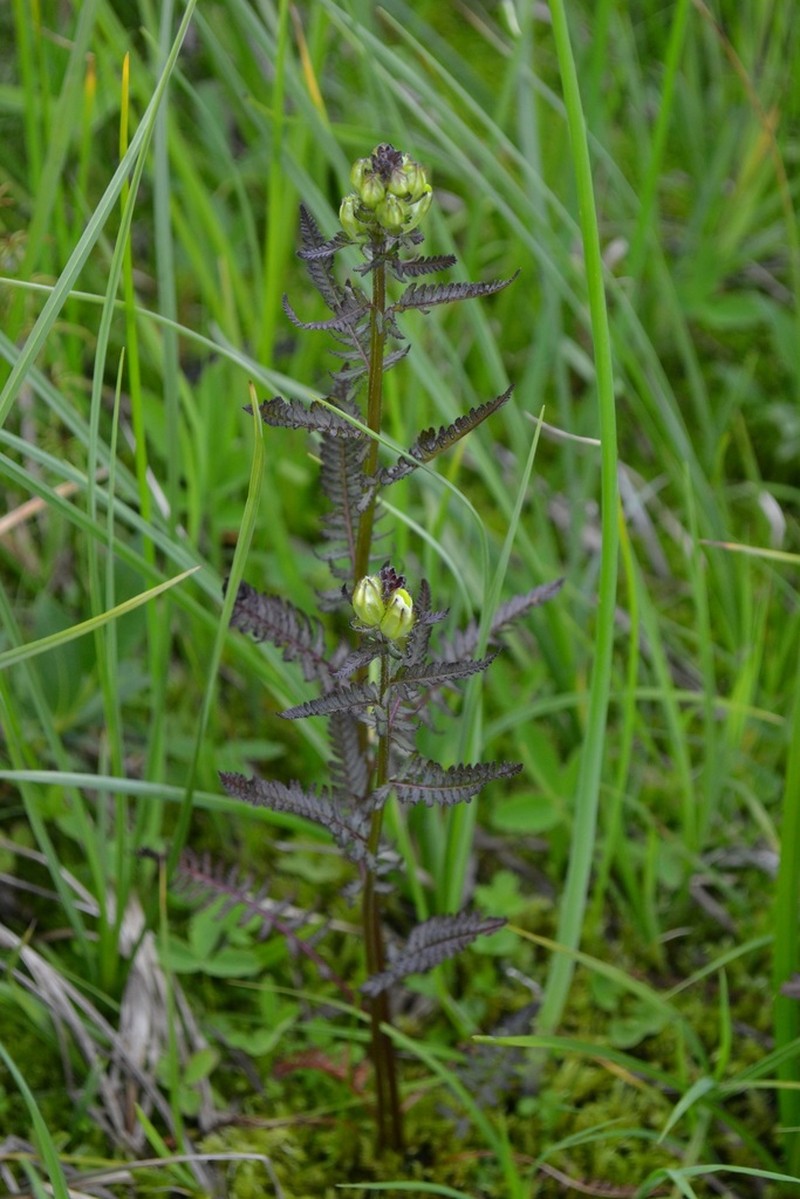 Pedicularis compacta photo 7