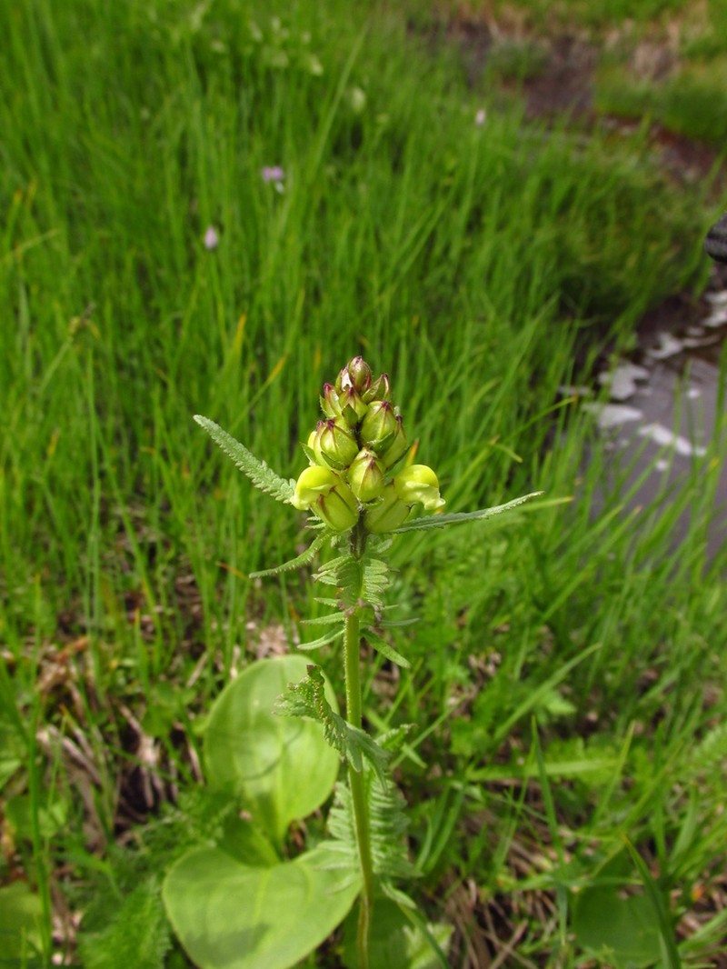 Pedicularis compacta photo 8