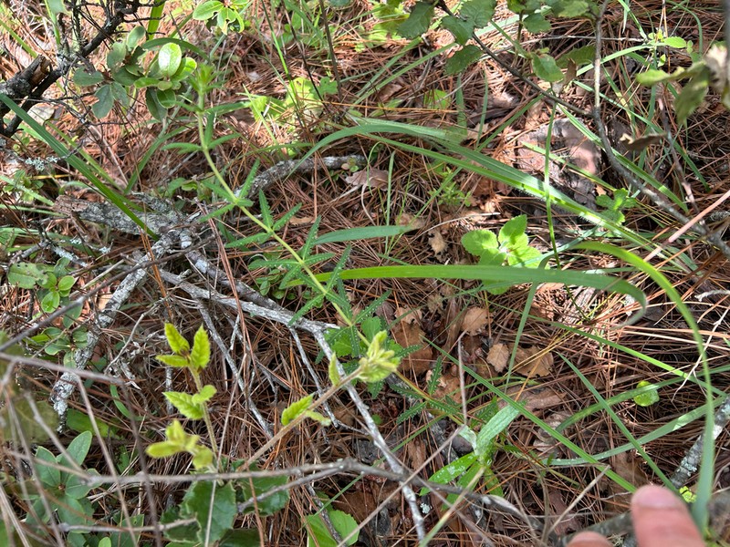 Pedicularis comptoniifolia
